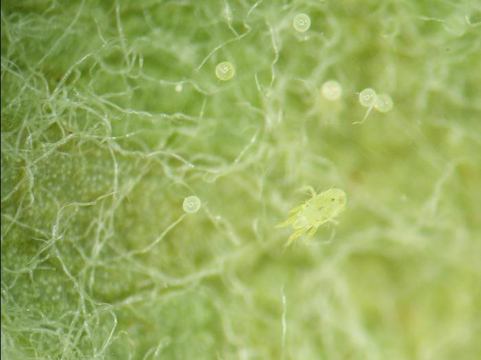 Tétranyque de McDaniel (Tetranychus mcdanieli)_3