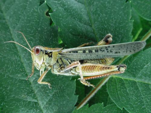 Criquet voyageur (Melanoplus sanguinipes)_1