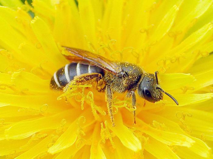 Halictidés (Halictidae)