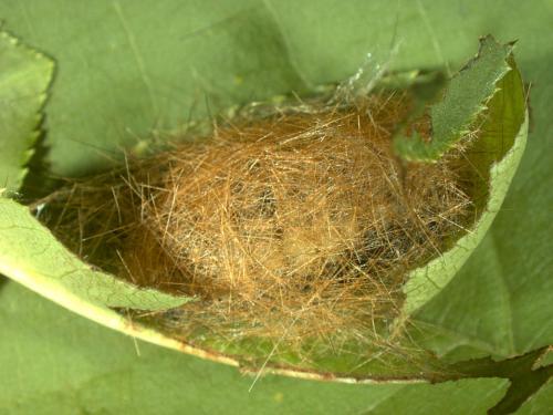 Diacrisie de Virginie (Spilosoma virginica)_4