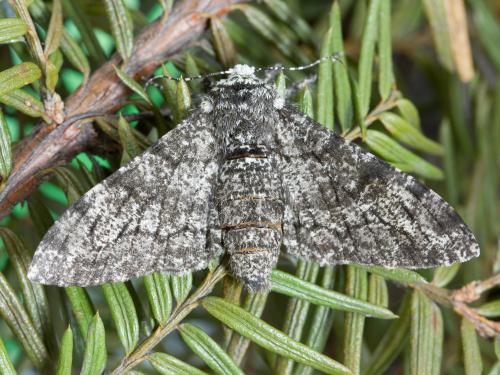 Arpenteuse cornue (Biston betularia)_2