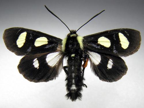 Alypie 8 points (Alypia octomaculata)_2