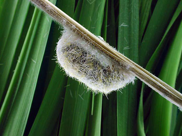 Cténuche de Virginie (Ctenucha virginica)_3