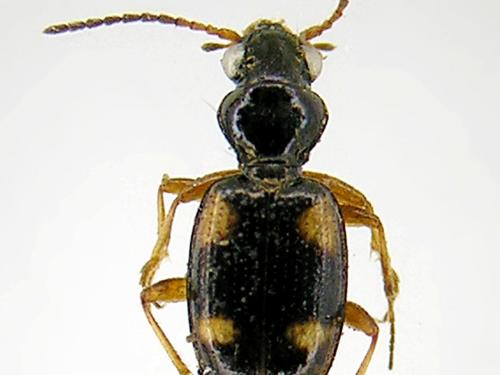 Bembidion quadrimaculatum oppositum_2