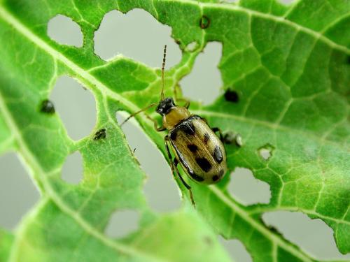 Chrysomèle du haricot (Cerotoma trifurcata)_2