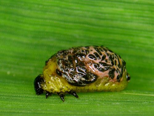 Criocère des céréales (Oulema melanopus)_1