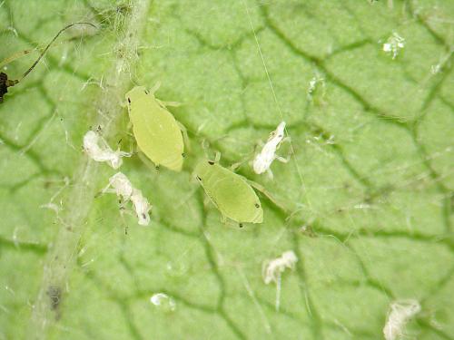 Puceron du nerprun (Aphis nasturtii)_4