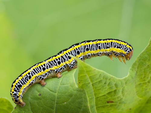 Chenille zébrée (Melanchra picta)_6