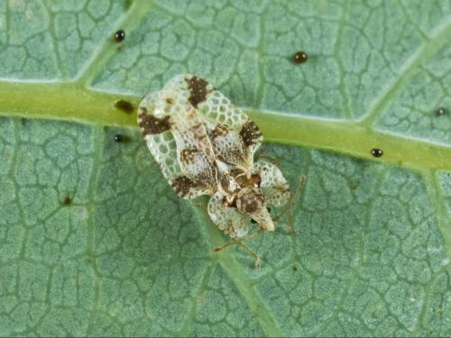 Punaise reticulée du noyer (Corythucha juglandis)_2