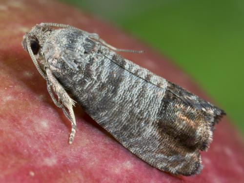 Carpocapse de la pomme (Cydia pomonella)_4