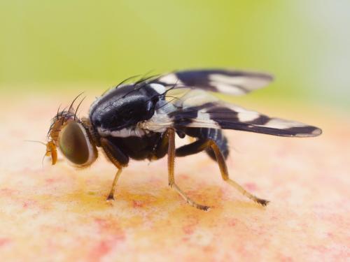 Mouche de la pomme (Rhagoletis pomonella)_3