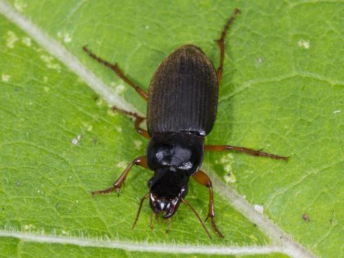 Harpalus rufipes_2