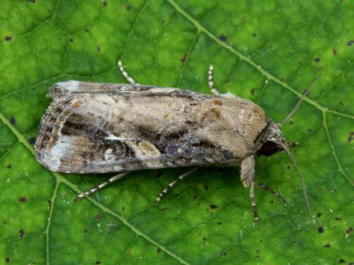 Légionnaire d'automne (Spodoptera frugiperda)_8