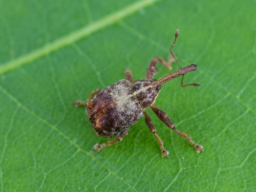 Charançon de la pomme (Anthonomus quadrigibbus)_1