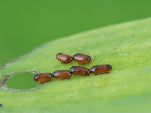 Criocère du lis (Lilioceris lilii)_5