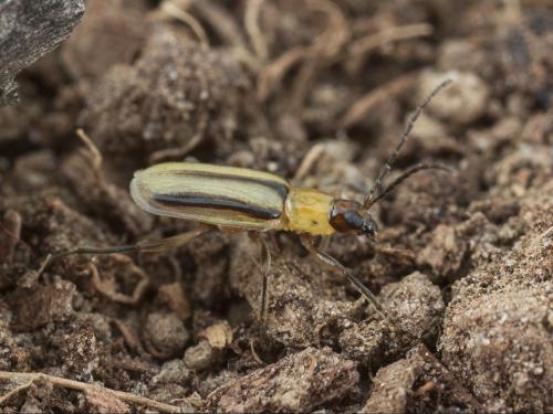 Chrysomèle des racines du mais de l'ouest (Diabrotica virgifera virgifera)_4