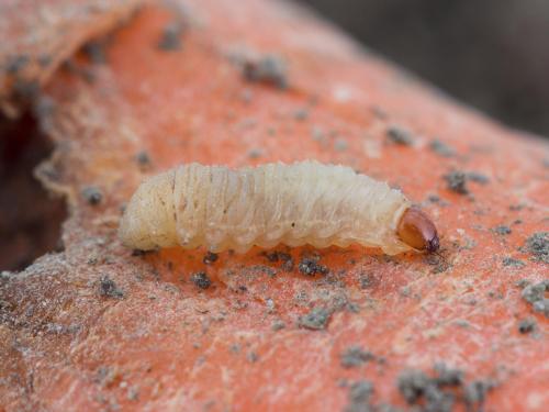 Charançon de la carotte (Listronotus oregonensis)_1