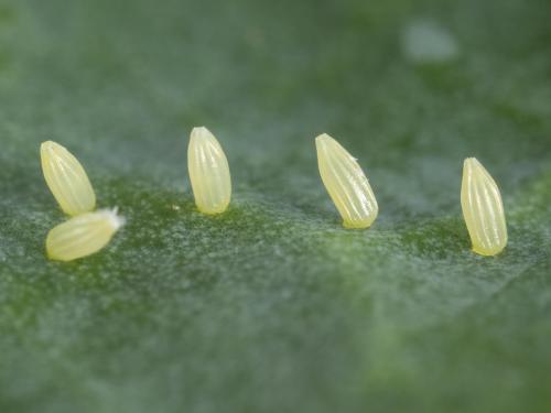 Piéride du chou (Pieris rapae)_1