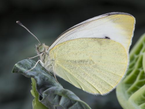 Piéride du chou (Pieris rapae)_8