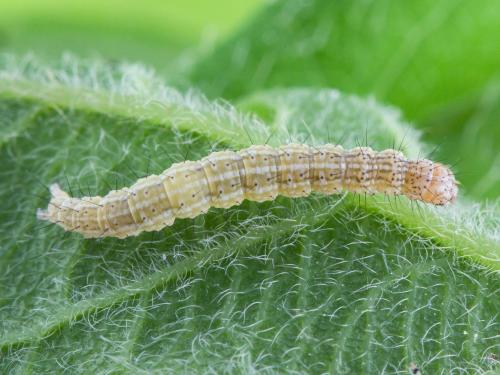 Enrouleuse du chèvrefeuille (Ypsolopha dentella)_1