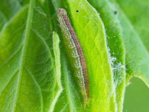 Enrouleuse du chèvrefeuille (Ypsolopha dentella)_3