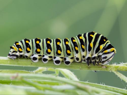 Papillon du céleri (Papilio polyxenes)_2