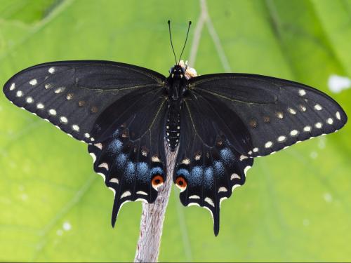 Papillon du céleri (Papilio polyxenes)_4