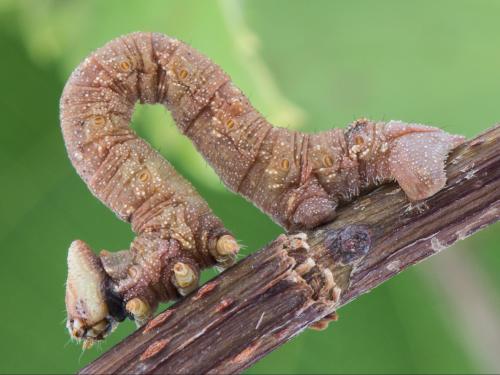 Arpenteuse cornue (Biston betularia)_3