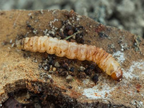 Sésie du cornouiller (Synanthedon scitula)_2