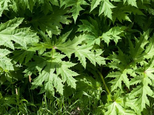 Berce Caucase(Heracleum mantegazzianum)_2