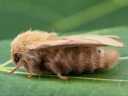 Livrée des forêts (Malacosoma disstria)_4