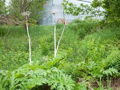 Berce Caucase(Heracleum mantegazzianum)_3