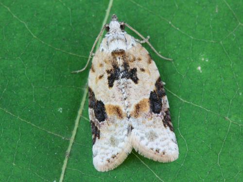 Tordeuse à bandes grises (Argyrotaenia mariana)_4