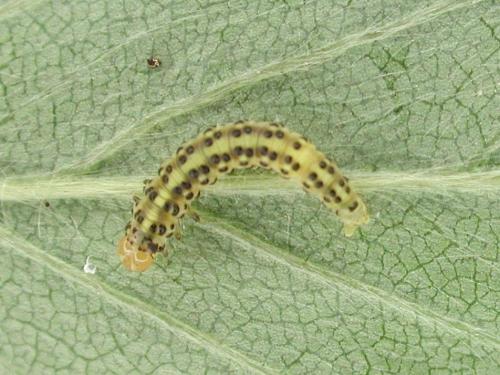 Squelette du pommier et du cenellier (Choreutis pariana)_1