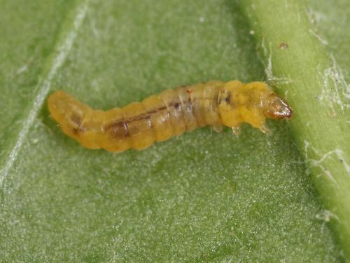 Mineuse marbrée (Phyllonorycter blancardella)_1