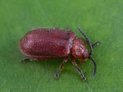 Galéruque du cerisier (Tricholochmaea cavicollis)_6