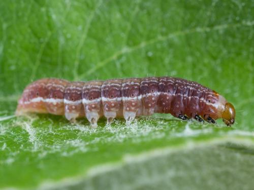 Chenille veloutée (Eupsilia tristigmata)_1