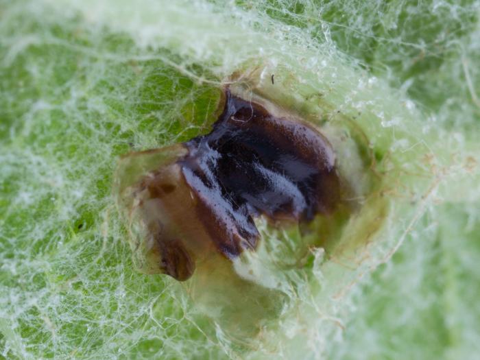 Casside verte (Cassida rubiginosa)_1