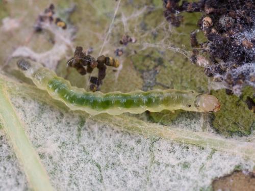 Plieuse de la vigne (Desmia funeralis)_1