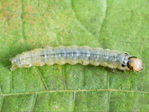 Plieuse de la vigne (Desmia funeralis)_2