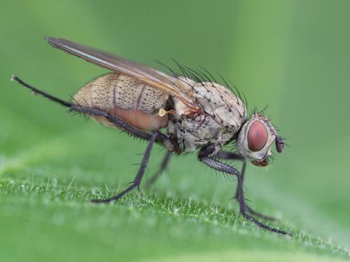 Mouche de l'oignon (Delia antiqua)_5