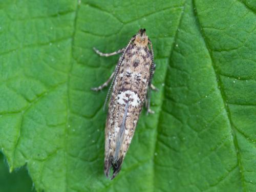 Teigne du poireau (Acrolepiopsis assectella)_6