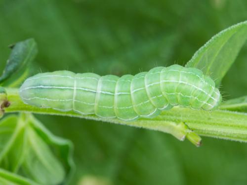 Noctuelle du salsifis (Amphipyra tragopoginis)_3