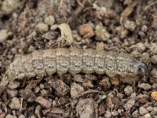 Ver-gris noir (Agrotis ipsilon)_6