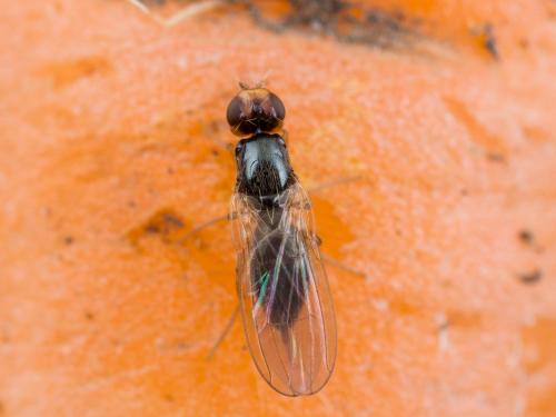 Mouche de la carotte (Psila rosae)_5