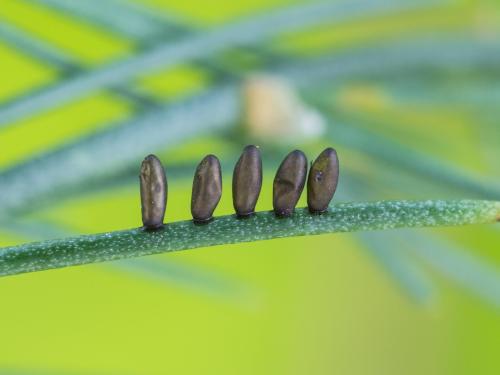 Criocère de l'asperge (Crioceris asparagi)_6