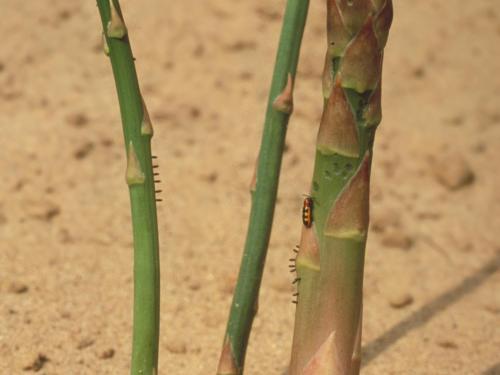 Criocère de l'asperge (Crioceris asparagi)_8