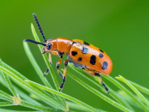 Criocère à douze points (Crioceris duodecimpunctata)_1