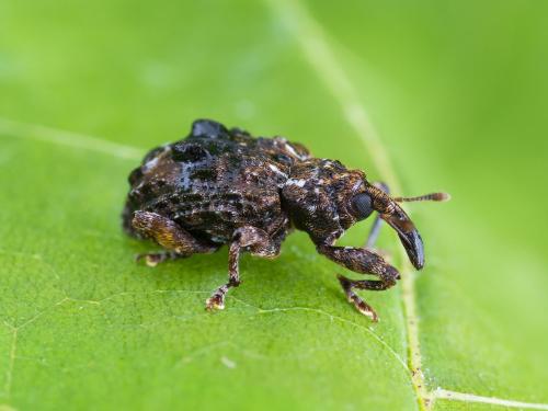 Charançon de la prune (Conotrachelus nenuphar)_6