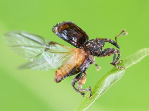 Charançon de la prune (Conotrachelus nenuphar)_7